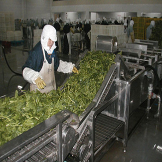 蔬菜食品網帶